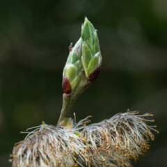 Shooting Forth, new growth