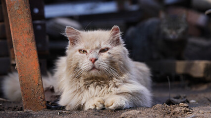 Old dirty cat lies on ground and rests, basks in sun, wind ruffles its fur. Pet on a walk.