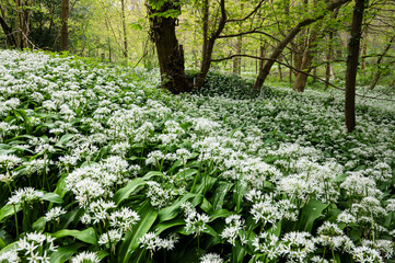 A carpet of wild garic