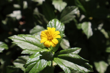 Yellow flower_ Yellow flower in top angle_ Green leaves_ Flower with leaves_ Single yellow flower_ Flower_ Beautiful flower_ Greenery_ Flower in top angle_ Morning flower_ Wallpaper_ Aesthetic