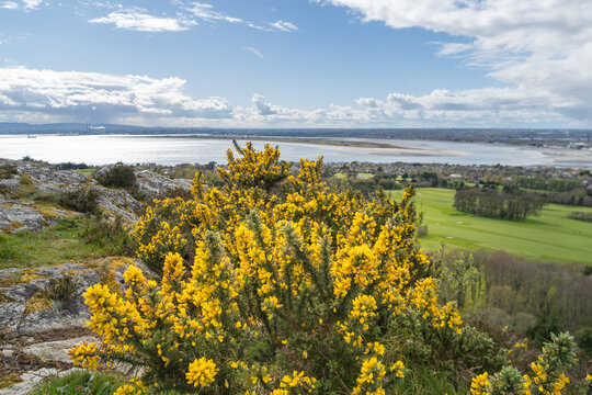 Irish wildflower Common gorse