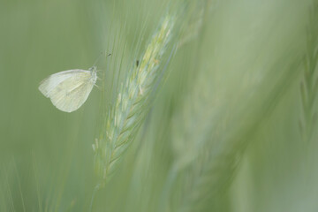 White butterfly among the ears of wheat