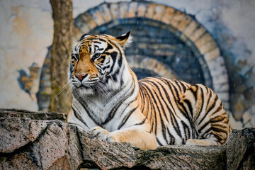 tiger in the zoo