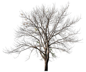 death tree PNG transparent, removed original background 