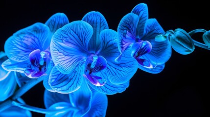 Glowing Neon Blue Orchids Radiate Striking Beauty in Vivid Close-up