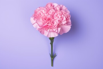 b'A pink carnation flower in full bloom on a purple background'