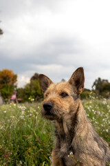 Portrait of a mixed-breed dog in a flowery field with its face alert to its surroundings, an adorable pet with tousled fur