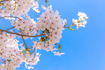 青空に咲くピンクの桜の花