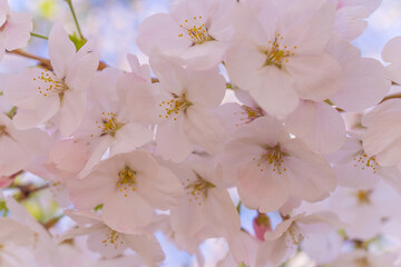 青空に咲くピンクの桜の花