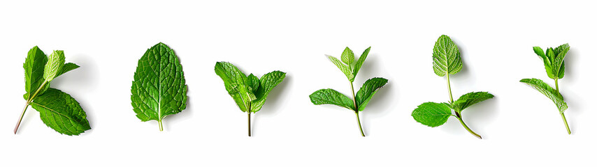 Mint leaves isolated on a white background in a flat lay. A collection of green mint leaves set with copy space in a top view, generative AI