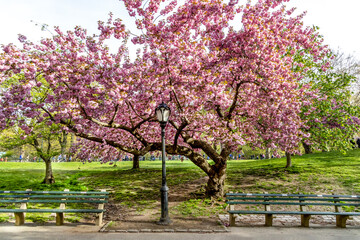 cherry blossom  tree Central Park black light pole