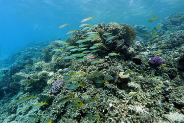 Coral reef near Abu Dabab, Marsa Alam area, underwater photograph, Red Sea, Egypt