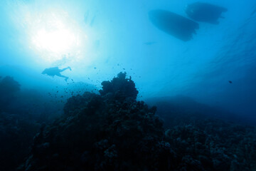 Scuba diver and Abu Dabab reef, underwater scene near Marsa Alam, Red Sea, Egypt