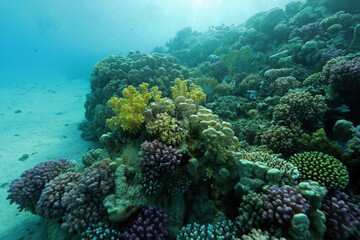 Abu Dabab Coral reef near Marsa Alam, underwater photograph, Red Sea, Egypt