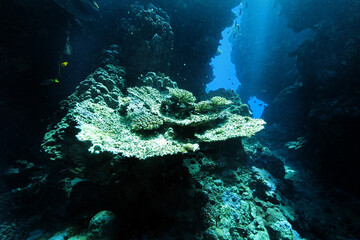 Underwater corridors and caverns near Abu Dabab, Marsa Alam area, underwater photograph, Red Sea, Egypt