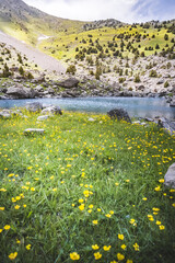 A clearing of yellow buttercup flowers on a mountainside against the backdrop of rocky mountains with snow on a sunny summer day in macro, and lake Ziyorat