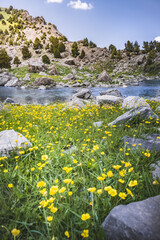 A clearing of yellow buttercup flowers on a mountainside against the backdrop of rocky mountains...