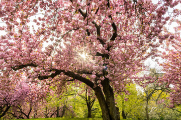 Cherry blossom tree with sun star in the middle of the tree