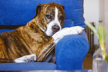 German brown white boxer lying on blue couch. Medium-sized breed of short-haired service clever dog bred. Big gorgeous canine domestic animal with serious muzzle resting indoors. Home guard. A pet