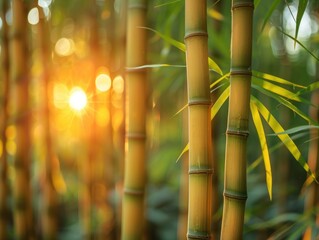 Fototapeta na wymiar Detailed view of a bamboo tree with the sun shining in the background