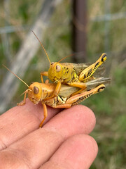 Yellow Grasshoppers Mating