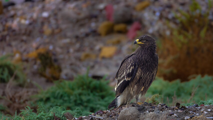 Juvenile Great Spotted Eagle Surveying Middle East winter Landscape