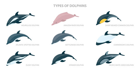 3D Isometric Flat  Set of Types Of Dolphins, Educational Classification