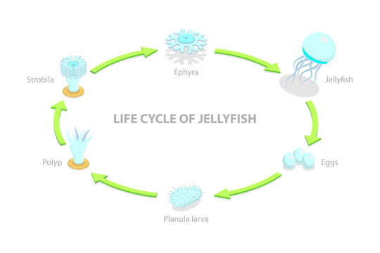 3D Isometric Flat  Illustration of Life Cycle Of Jellyfish, Developmental Stages