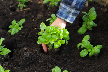 Woman planting basil seedlings in soil, closeup. Gardening concept