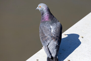 pigeon on the wall