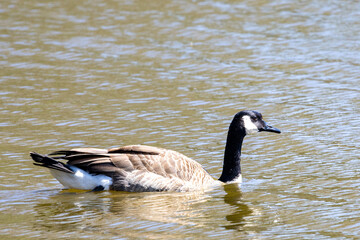 country goose swimming