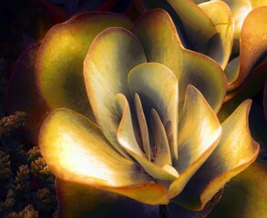 succulent plant in bloom in the vase