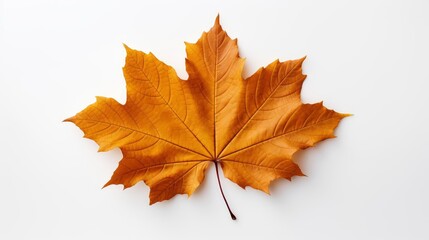 A single brown maple leaf on a white background.