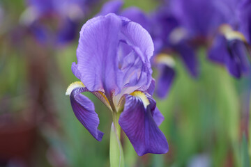 iris gladiolus in bloom in the garden
