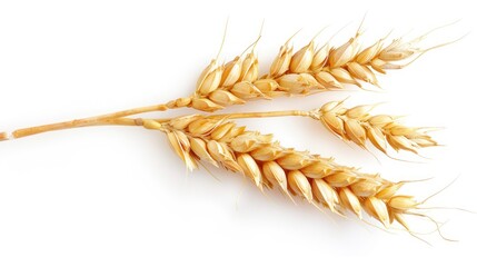 Sprig of organic farming harvest wheat seeds isolated on white background.