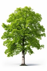 A tall tree with green leaves on a white background