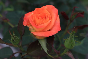 Beautiful, newly bloomed rose in the garden