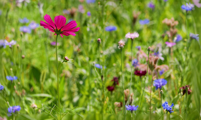 Fototapeta premium Multi-colored flowers (poppies, cornflowers, daisies) on a meadow on a sunny summer day, closeup photo