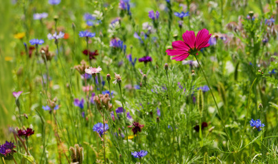 Multi-colored flowers (poppies, cornflowers, daisies) on a meadow on a sunny summer day, closeup photo