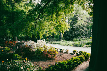 A pathway in spring garden in a shadow of green trees. Trimmed bushes and blooming flowers. Tropical landscape. Botanical park nature in daytime.