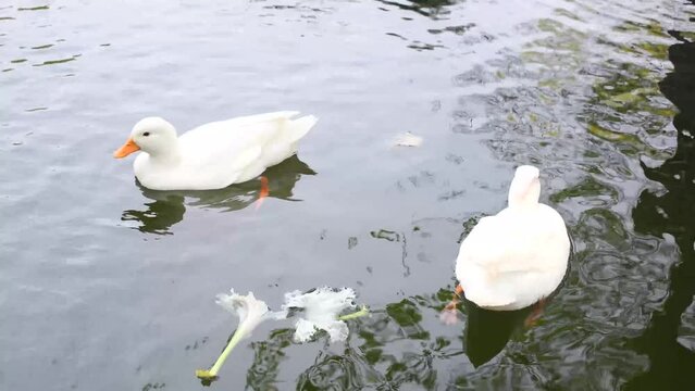 White ducks swimming in the pond