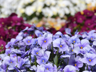 紫色のビオラの花