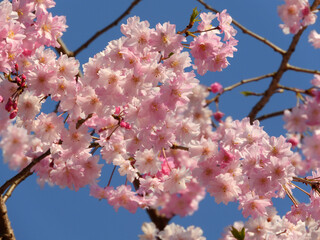 満開のピンク色の桜