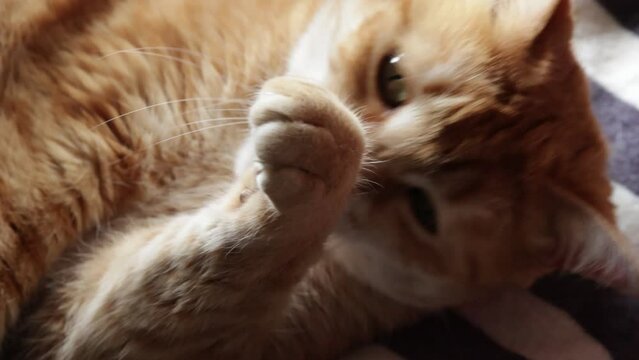 chat roux faisant sa toilette, en gros plan