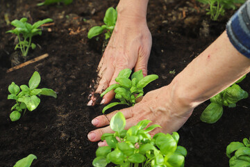Woman planting basil seedlings in soil, closeup. Gardening concept