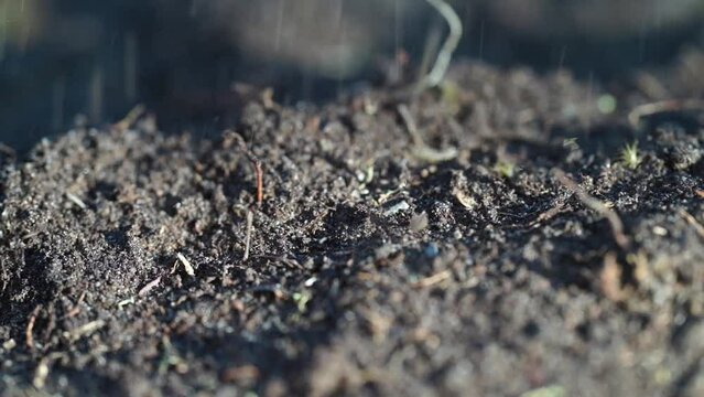 regenerative organic farmer, taking soil samples and looking at plant growth in a farm. practicing sustainable agriculture. in australia 