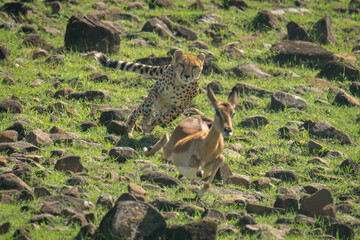 Female cheetah chases female impala over rocks © Nick Dale