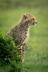 Cheetah cub sits behind mound in profile