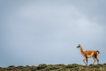 Guanaco walks along ridge beneath cloudy sky