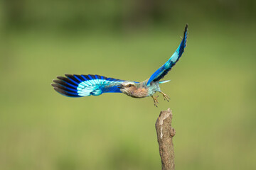 Lilac-breasted roller taking off from vertical stump